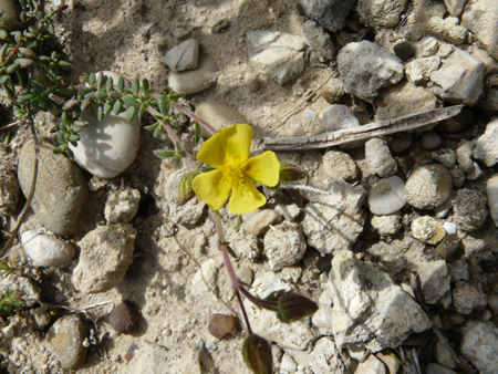 Cistaceae della Riserva Naturale Orientata Torre Salsa